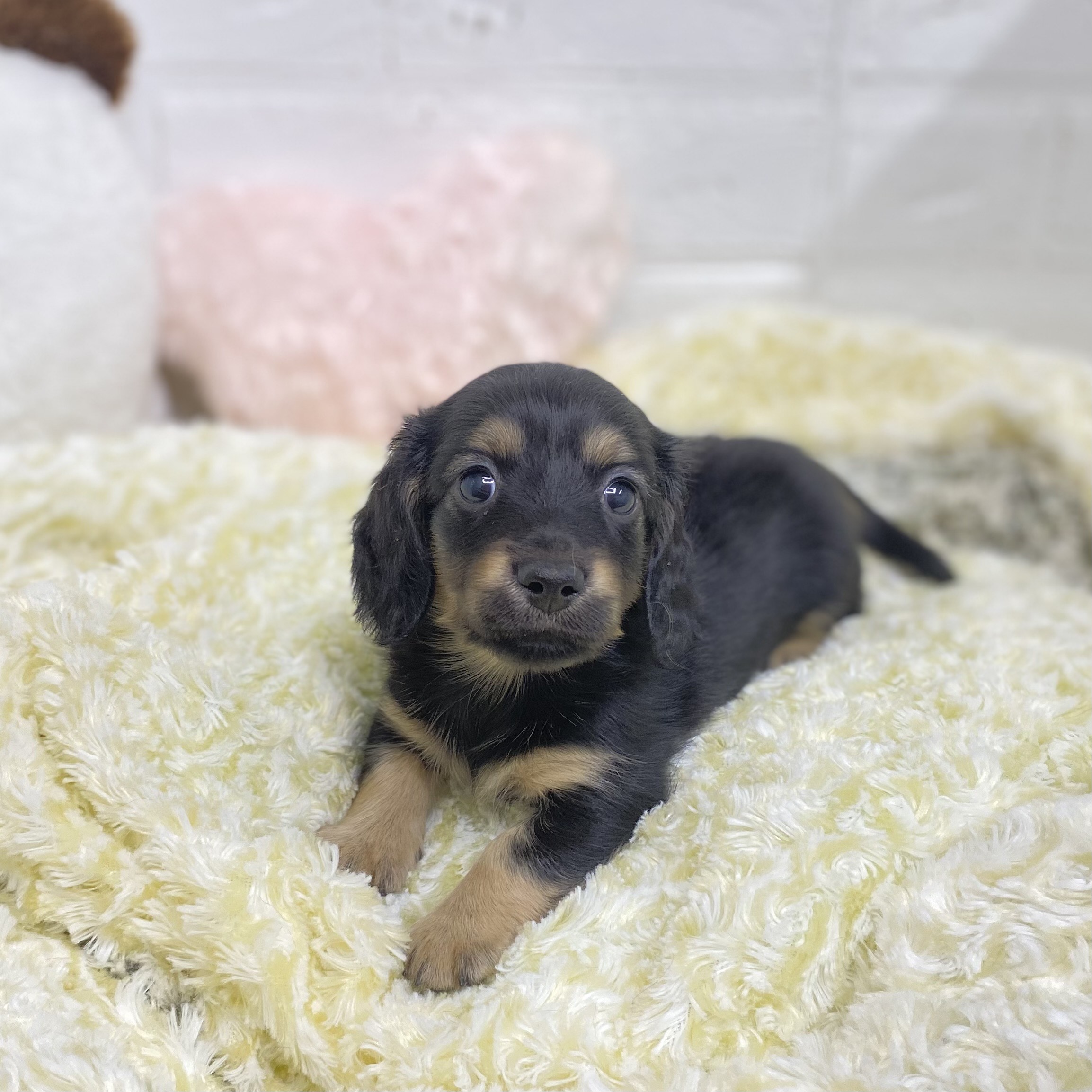 長野県のミニチュアダックスフンド(ロング) (犬の家＆猫の里長野店/2025年9月8日生まれ/女の子/ブラックタン)の子犬の1枚目の画像