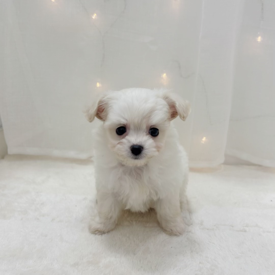 千葉県のチワプー/プーチー(チワワ×プードル) (犬の家＆猫の里BIGHOPガーデンモール印西店/2025年9月8日生まれ/女の子/ホワイト)の子犬の1枚目の画像