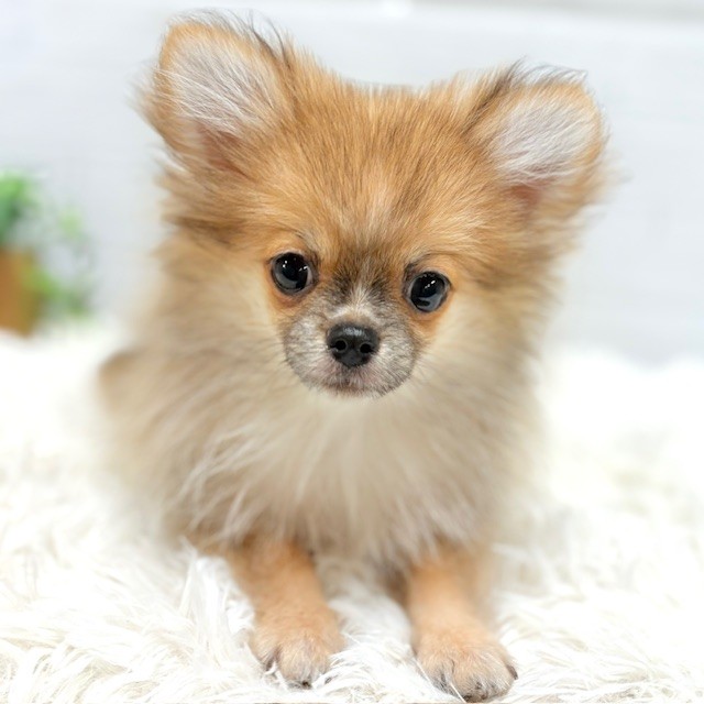 愛知県のポメチワ/チワポメ/ポメチー(ポメラニアン×チワワ) (犬の家＆猫の里豊田店/2025年9月8日生まれ/男の子/オレンジ)の子犬の1枚目の画像