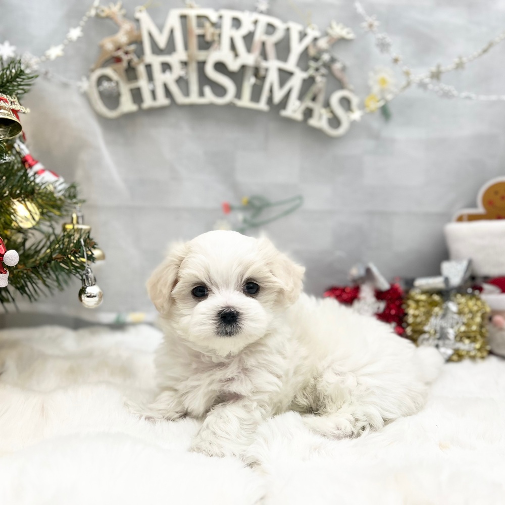 静岡県のマルチーズ (犬の家＆猫の里MEGAドン・キホーテ袋井店/2025年9月9日生まれ/男の子/ホワイト)の子犬の1枚目の画像