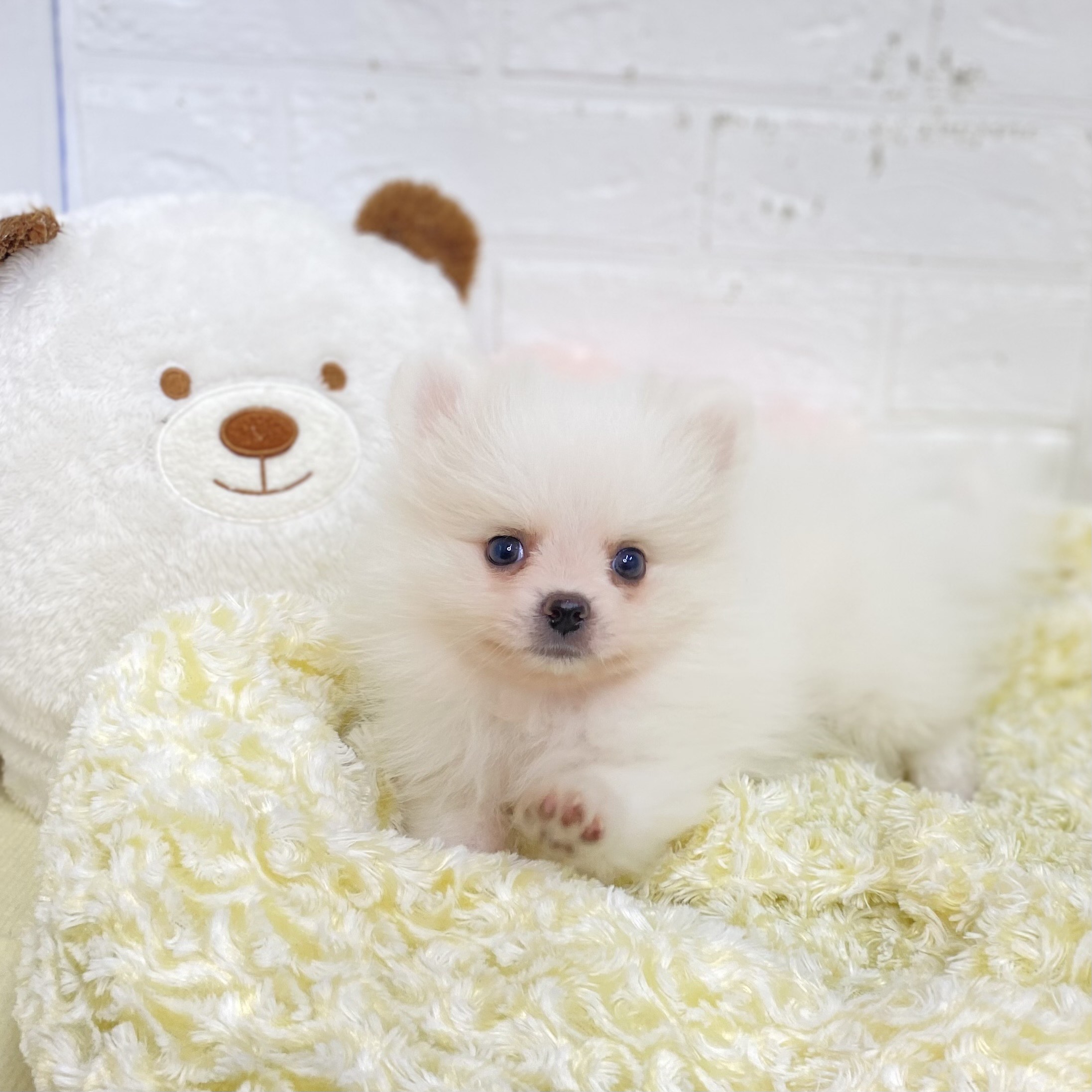 長野県のポメラニアン (犬の家＆猫の里長野店/2025年9月9日生まれ/男の子/パーティーカラー)の子犬の1枚目の画像