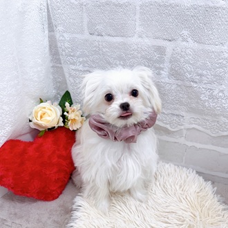 ハーフ犬男の子の写真