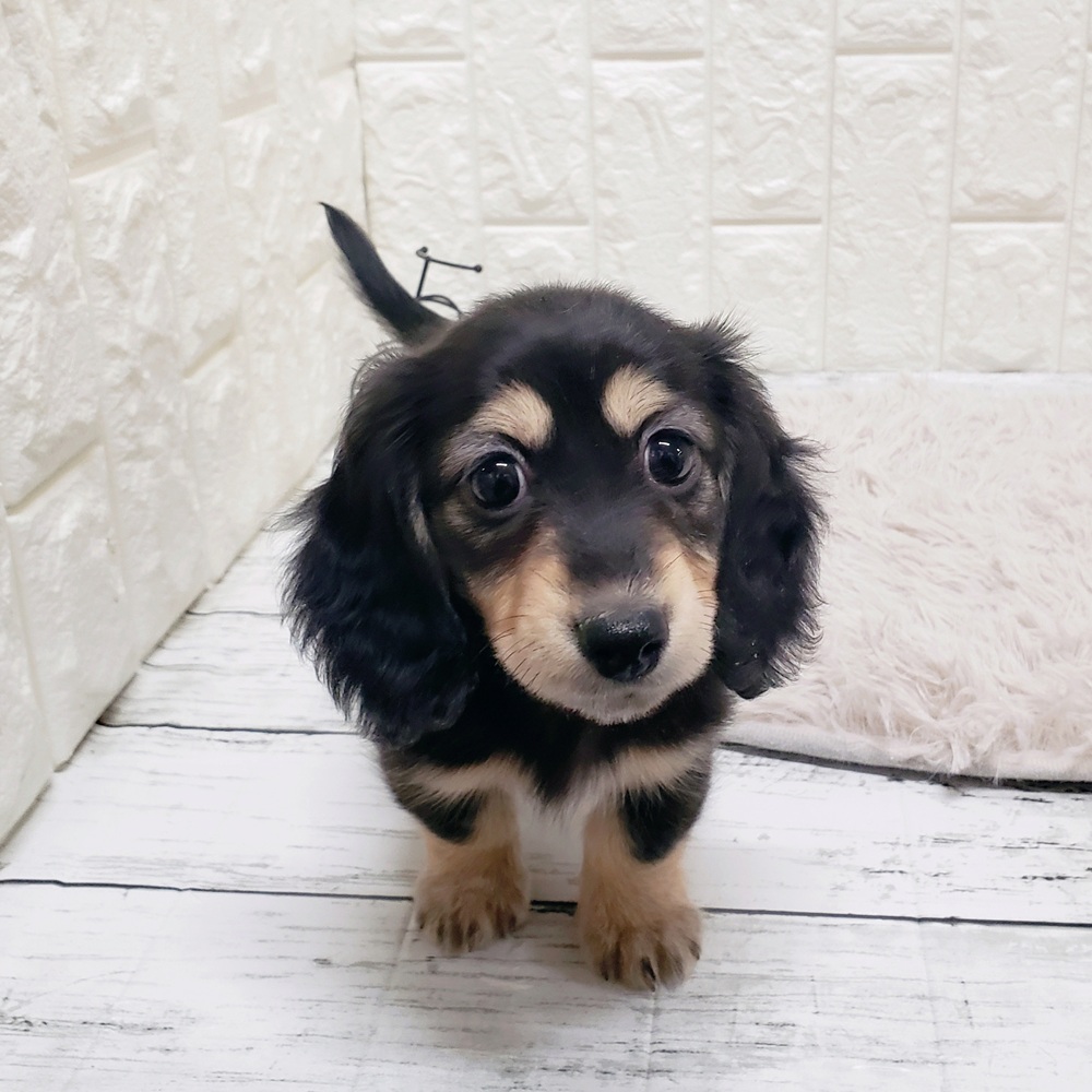 岡山県のミニチュアダックスフンド(ロング) (犬の家＆猫の里岡山店/2025年9月3日生まれ/女の子/ブラックイエロー)の子犬の1枚目の画像