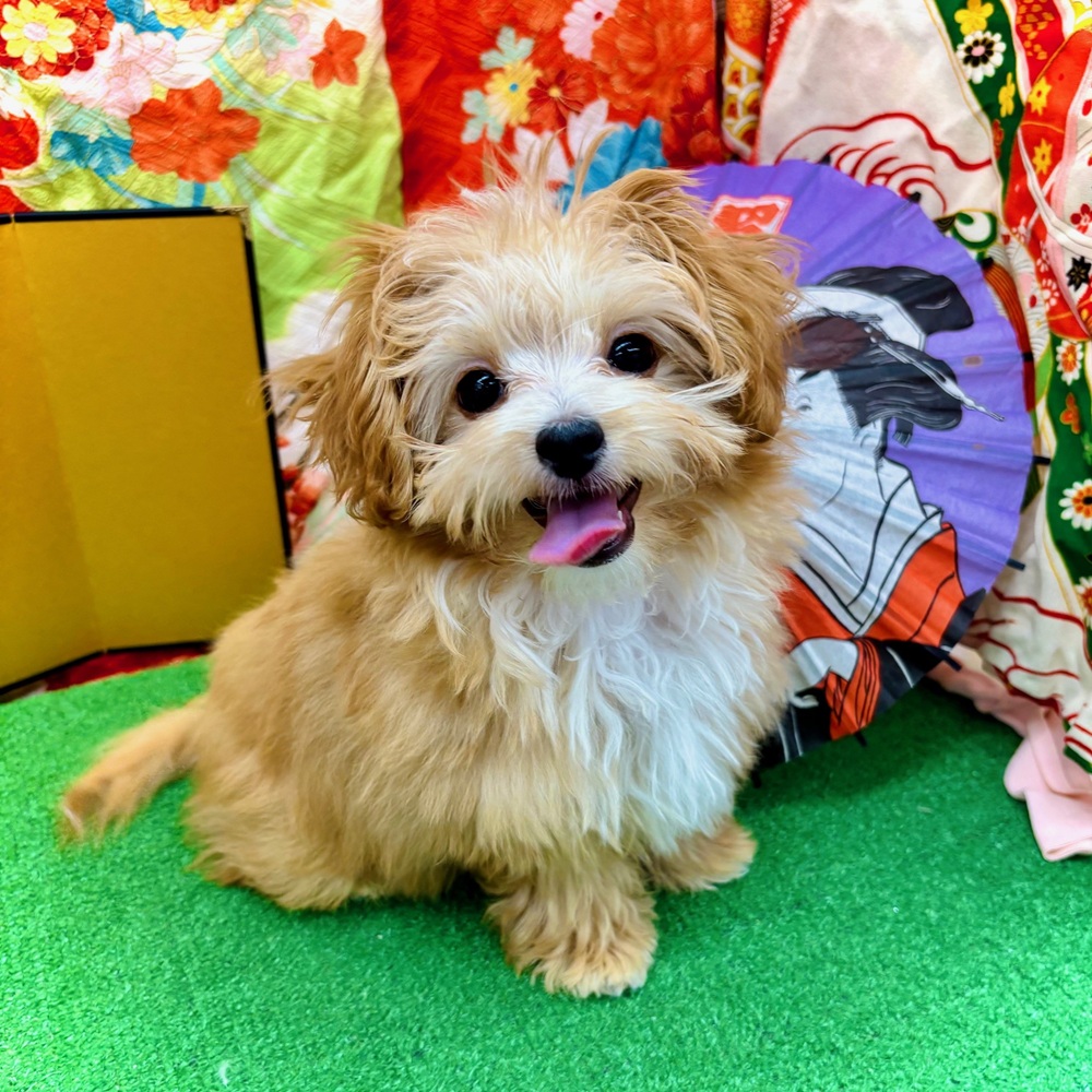 愛知県のチワプー/プーチー(チワワ×プードル) (犬の家＆猫の里名古屋天白店/2025年9月10日生まれ/男の子/アプリコットホワイト)の子犬の1枚目の画像