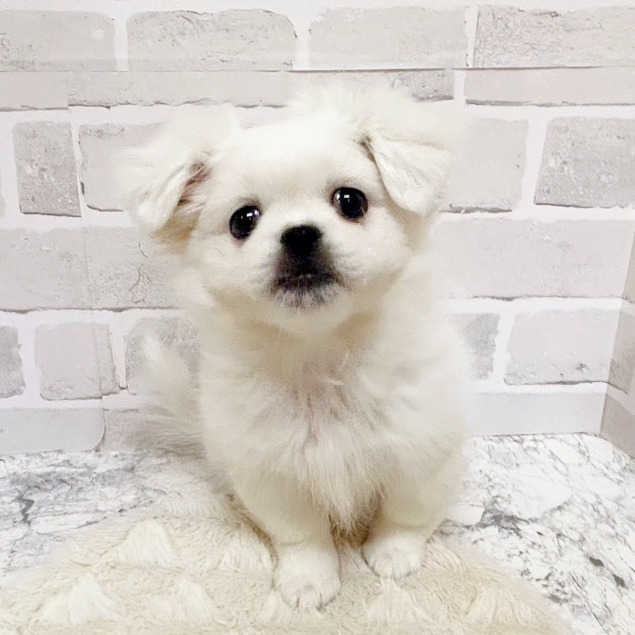 京都府のハーフ犬・ミックス犬 (犬の家＆猫の里京都精華店/2025年9月10日生まれ/男の子/ホワイト)の子犬の1枚目の画像