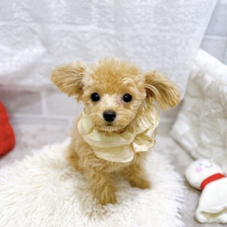 ハーフ犬女の子の写真