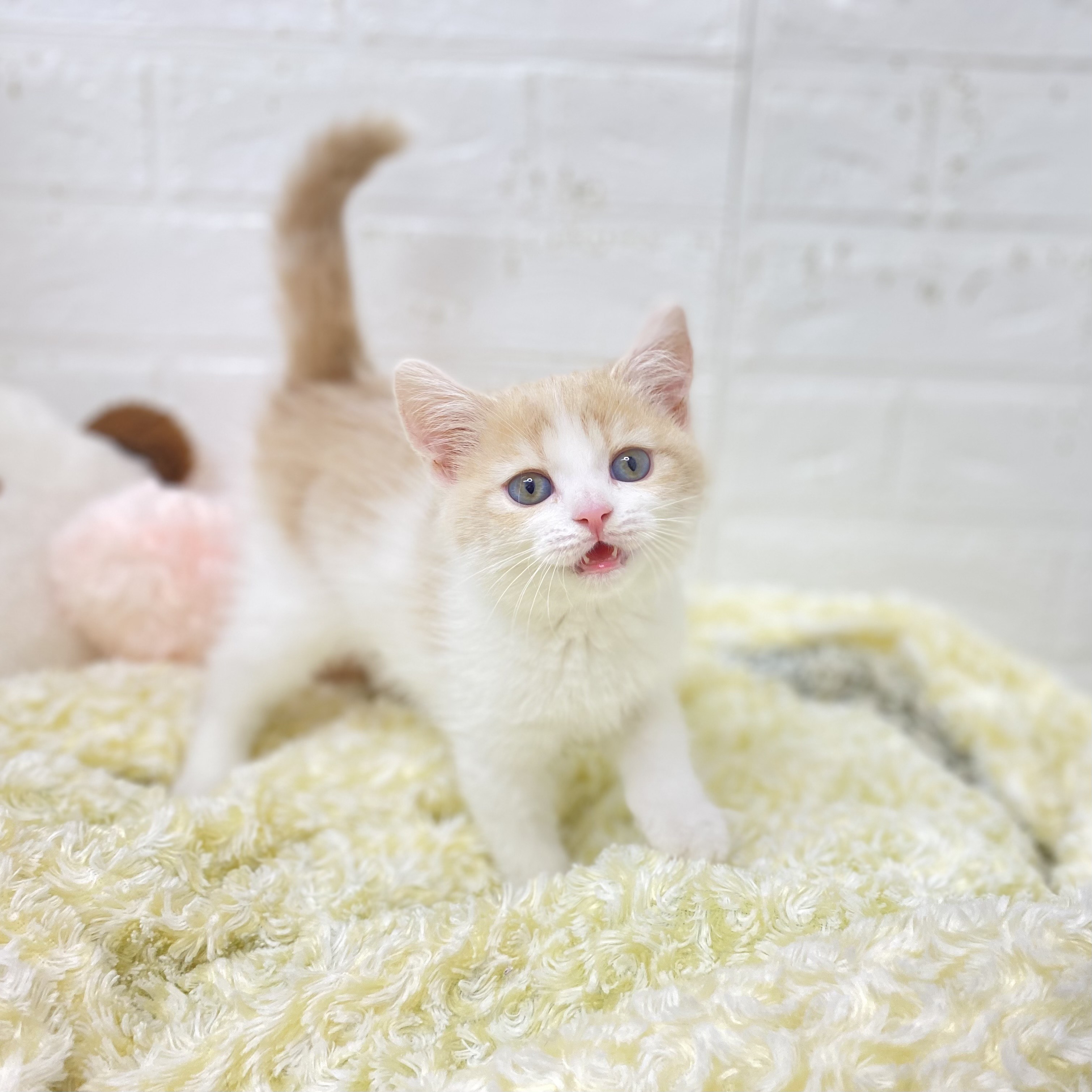 長野県のスコティッシュストレート (犬の家＆猫の里長野店/2025年9月5日生まれ/女の子/クリームタビーホワイト)の子猫の1枚目の画像
