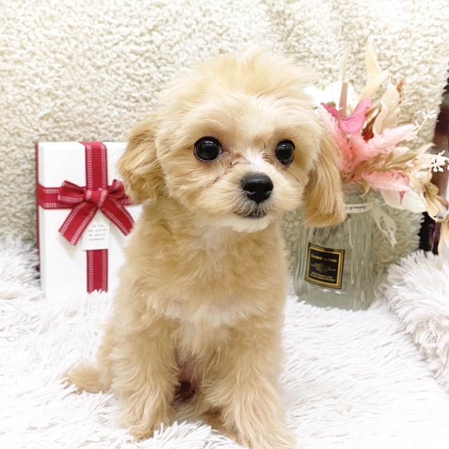 静岡県のチワプー/プーチー(チワワ×プードル) (犬の家＆猫の里藤枝店/2025年9月8日生まれ/女の子/アプリコットホワイト)の子犬の1枚目の画像