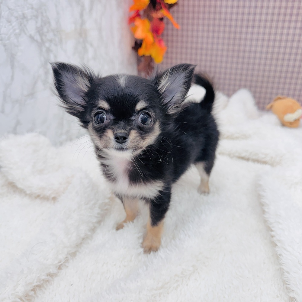 愛知県のチワワ(ロング) (犬の家＆猫の里エアポートウォーク店/2025年9月2日生まれ/女の子/ブラックタンホワイト)の子犬