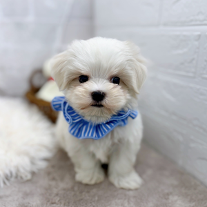 2025年8月30日生まれのマルチーズの7枚目の写真