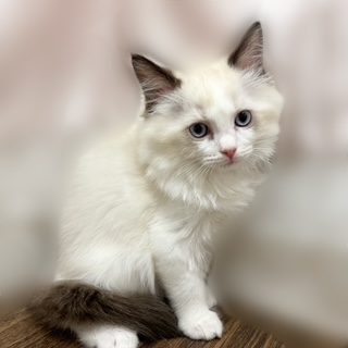 兵庫県のラグドール (犬の家＆猫の里カナート西神戸店/2025年9月9日生まれ/男の子/シールポイントバイカラー)の子猫の1枚目の画像