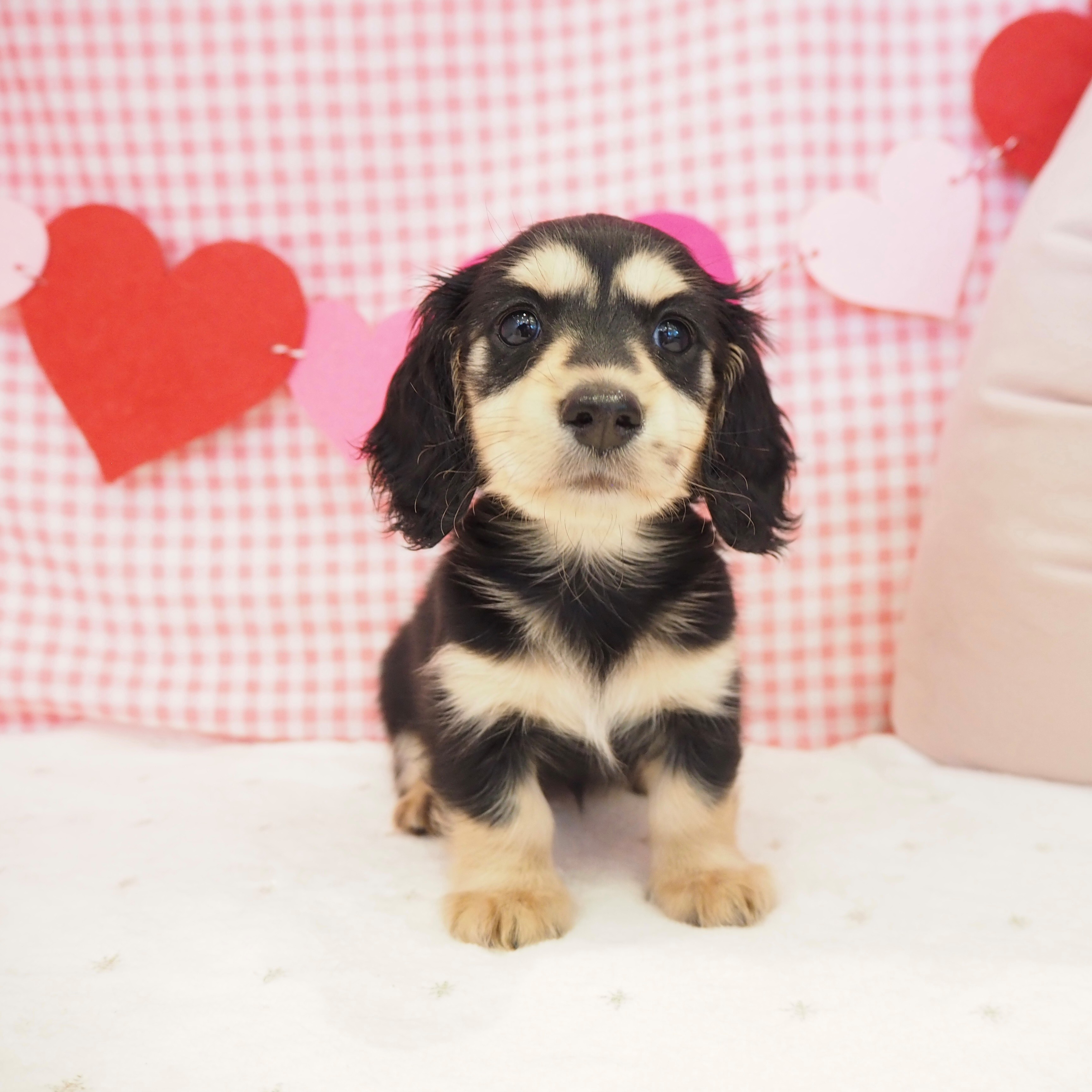 大阪府のカニンヘンダックスフンド(ロング) (犬の家＆猫の里もりのみやキューズモールBASE店/2025年9月12日生まれ/女の子/ブラックイエロー)の子犬の1枚目の画像