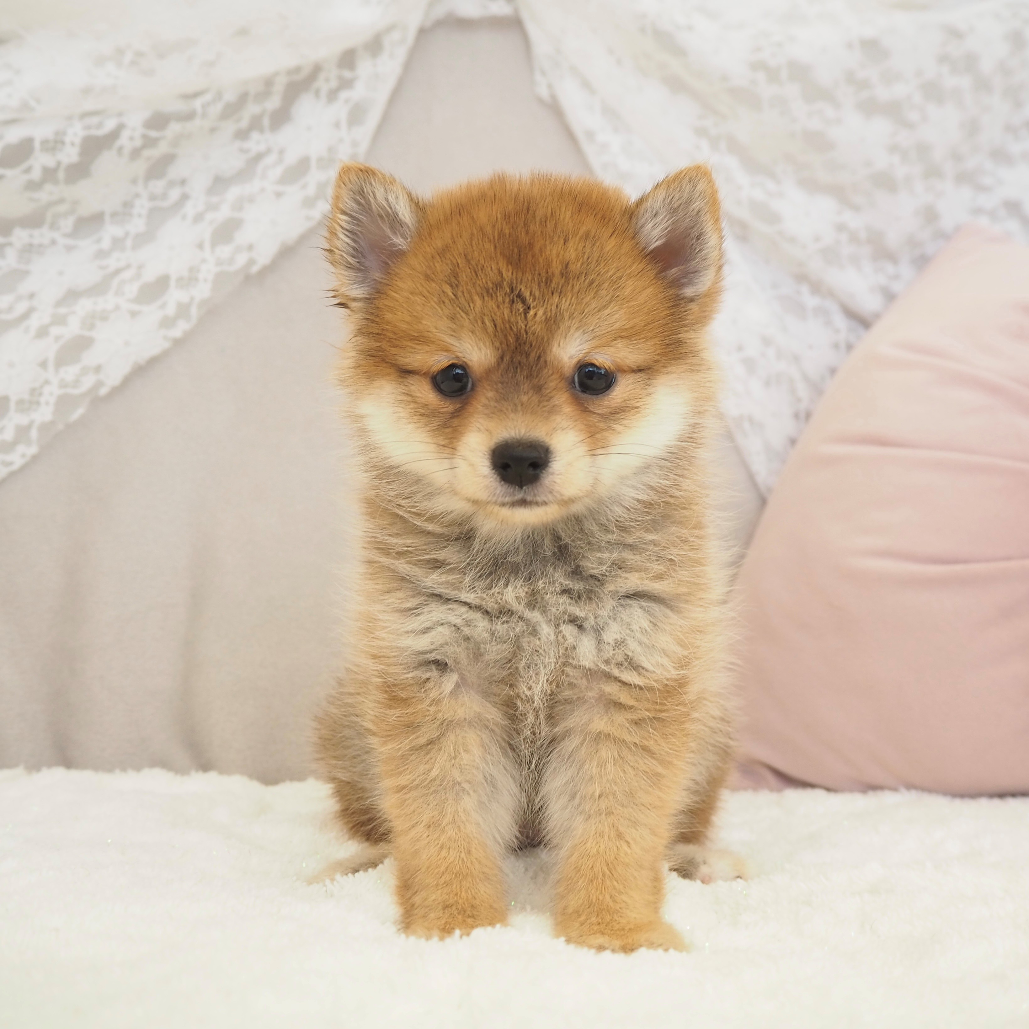 大阪府のポメ柴/豆ポメ/ポメ豆柴(ポメラニアン×柴犬) (犬の家＆猫の里もりのみやキューズモールBASE店/2025年9月14日生まれ/女の子/赤)の子犬の1枚目の画像