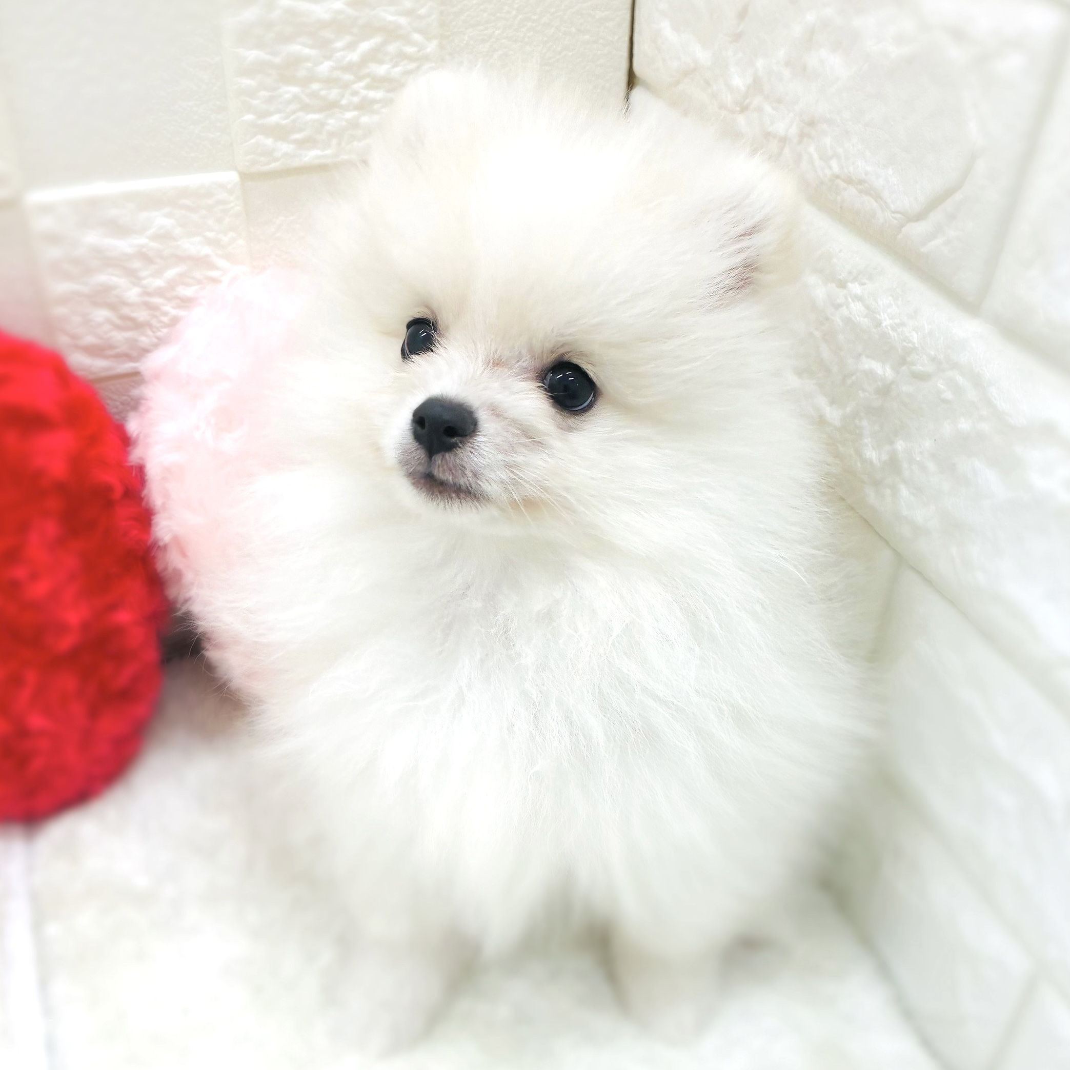 ポメラニアン男の子の写真