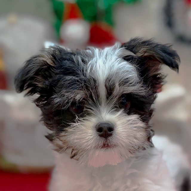 ハーフ犬男の子の写真