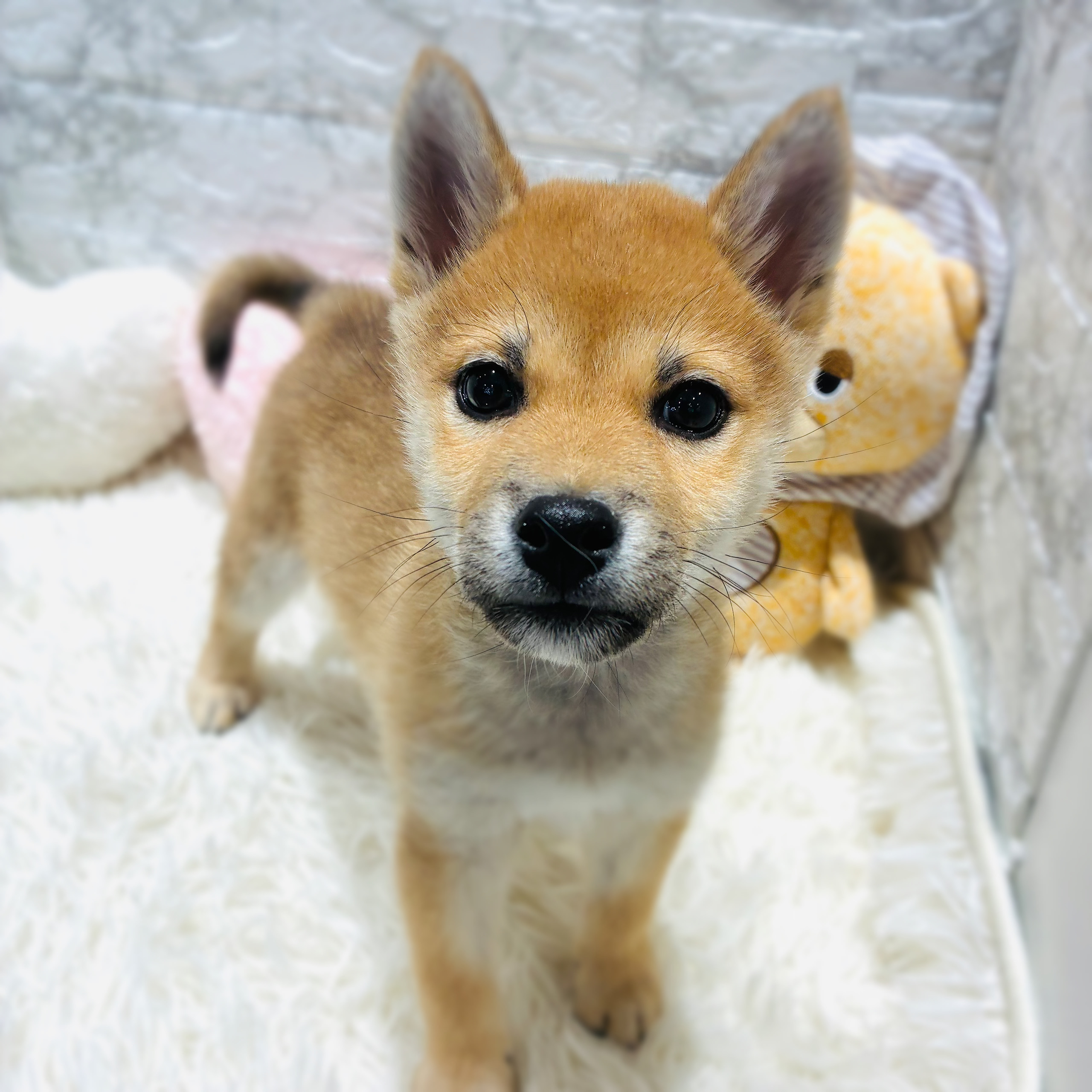 愛知県の柴犬(標準サイズ) (犬の家＆猫の里MiO香久山店/2025年9月13日生まれ/男の子/赤)の子犬の1枚目の画像