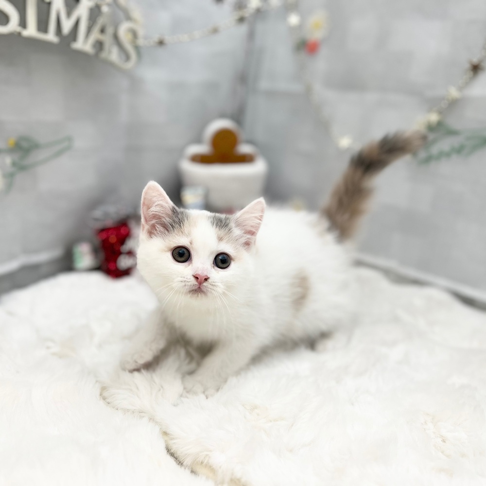 静岡県のマンチカン (犬の家＆猫の里MEGAドン・キホーテ袋井店/2025年9月4日生まれ/女の子/ダイリュートキャリコ)の子猫の1枚目の画像