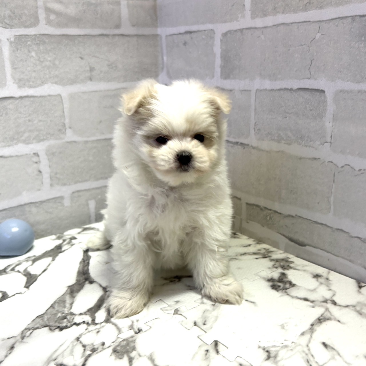 愛知県のポメマル/マルポメ(ポメラニアン×マルチーズ) (犬の家＆猫の里岡崎店/2025年9月14日生まれ/女の子/ホワイト)の子犬の1枚目の画像