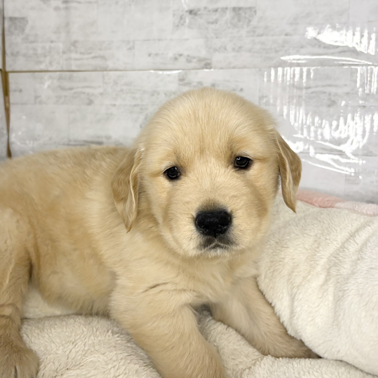 長野県のゴールデンレトリバー (犬の家＆猫の里塩尻店/2025年9月15日生まれ/女の子/ゴールデン)の子犬の1枚目の画像