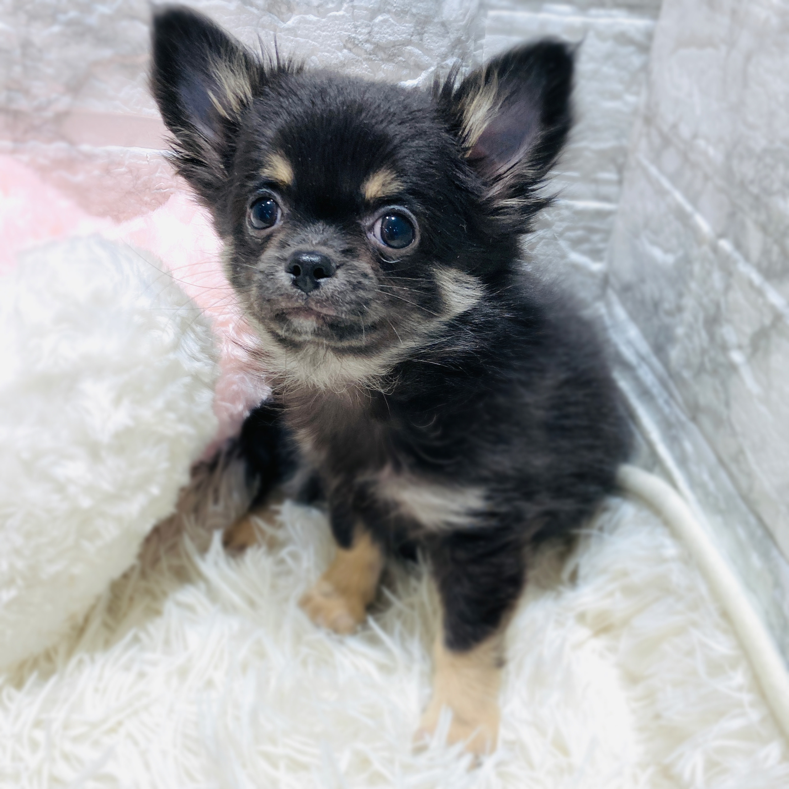 チワワ（ロング）男の子の写真