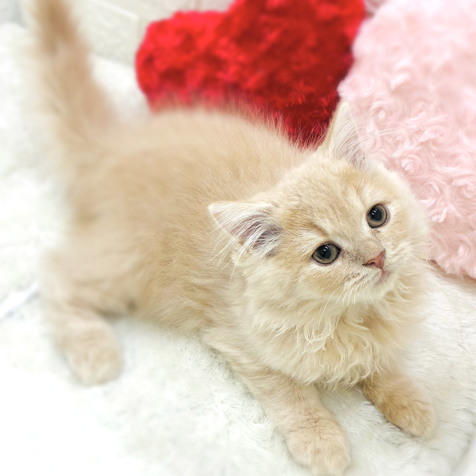 愛知県のスコティッシュフォールド (犬の家＆猫の里アミーゴ神の倉店/2025年9月9日生まれ/女の子/クリームタビー)の子猫の1枚目の画像