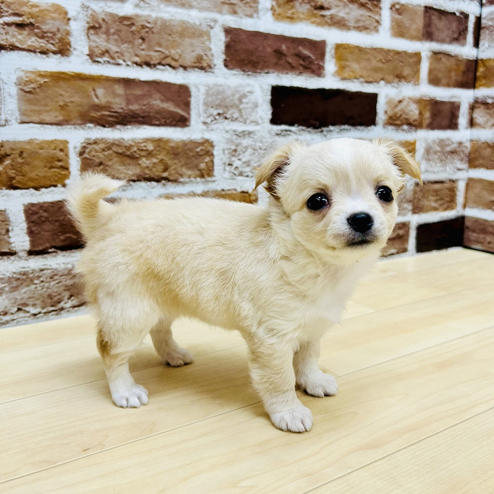 愛知県のチワワ(ロング) (犬の家＆猫の里七宝店/2025年9月15日生まれ/女の子/クリームホワイト)の子犬