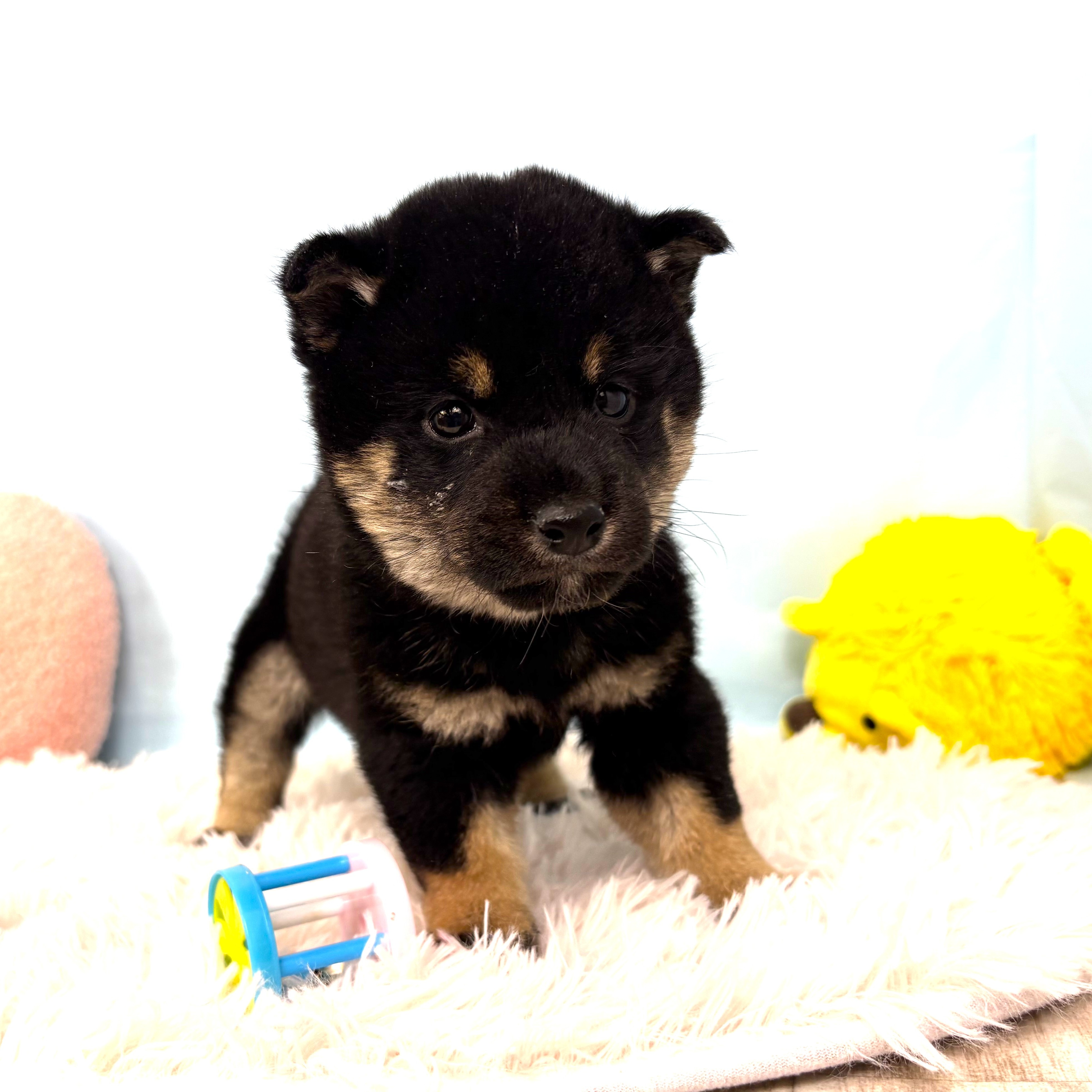 兵庫県の10万円以下の柴犬の子犬を価格や特徴で探す|ペットショップ