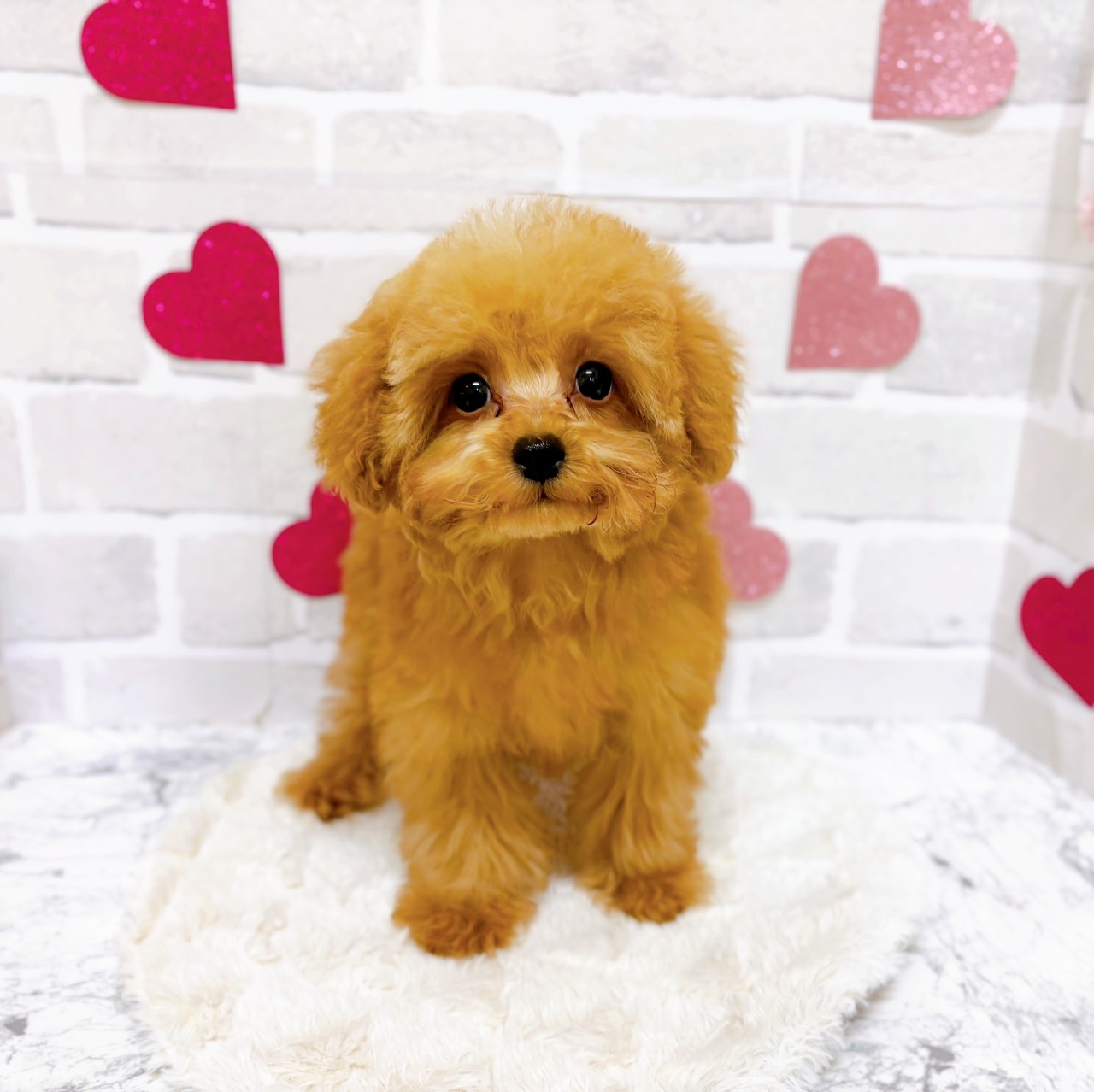 京都府のトイプードル(ティーカップ) (犬の家＆猫の里京都精華店/2025年9月16日生まれ/男の子/オレンジフォーン)の子犬の1枚目の画像