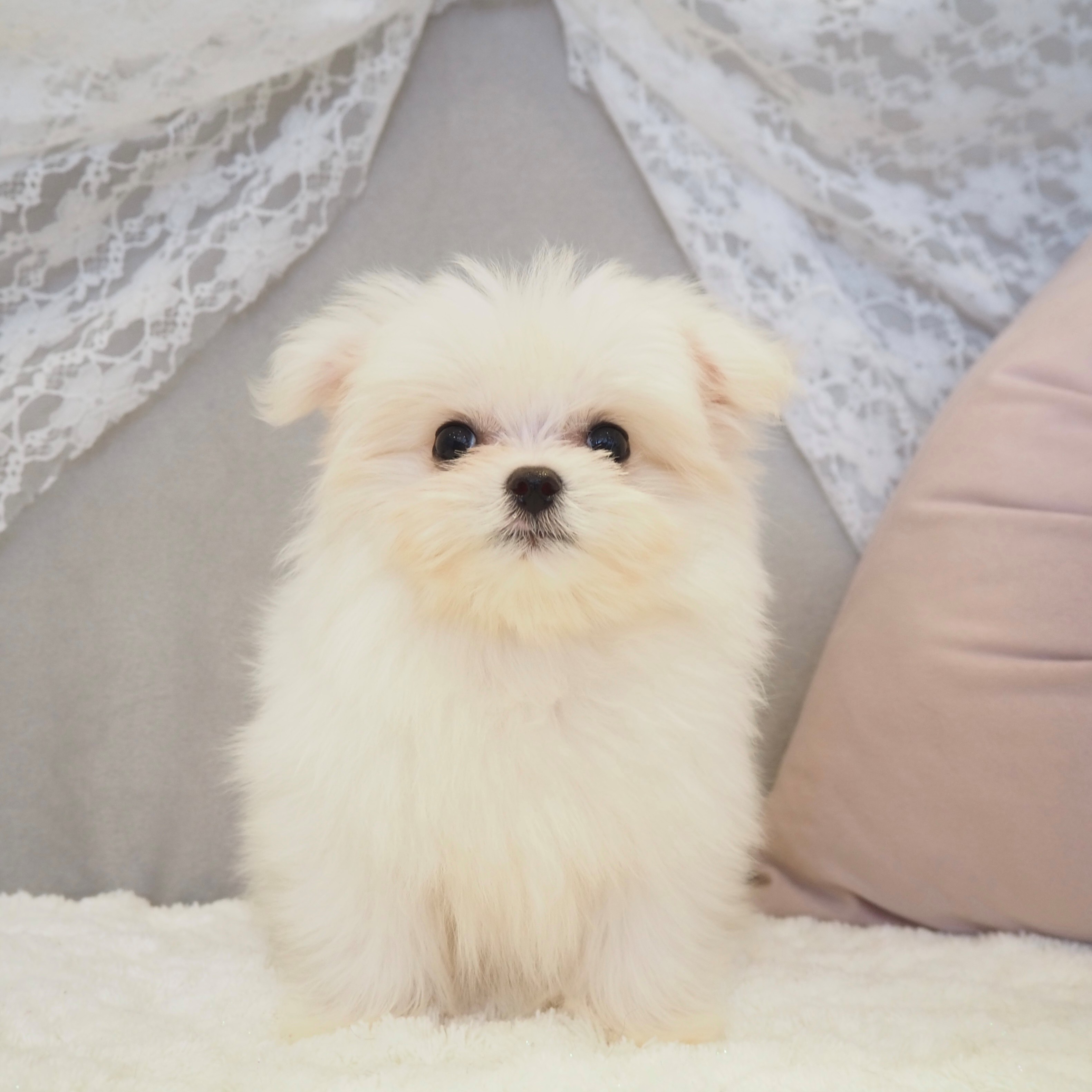 ハーフ犬女の子の写真