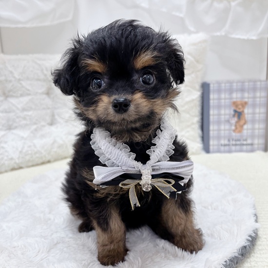 岐阜県のチワプー/プーチー(チワワ×プードル) (犬の家＆猫の里カラフルタウン岐阜店/2025年9月18日生まれ/女の子/ブラックタン)の子犬