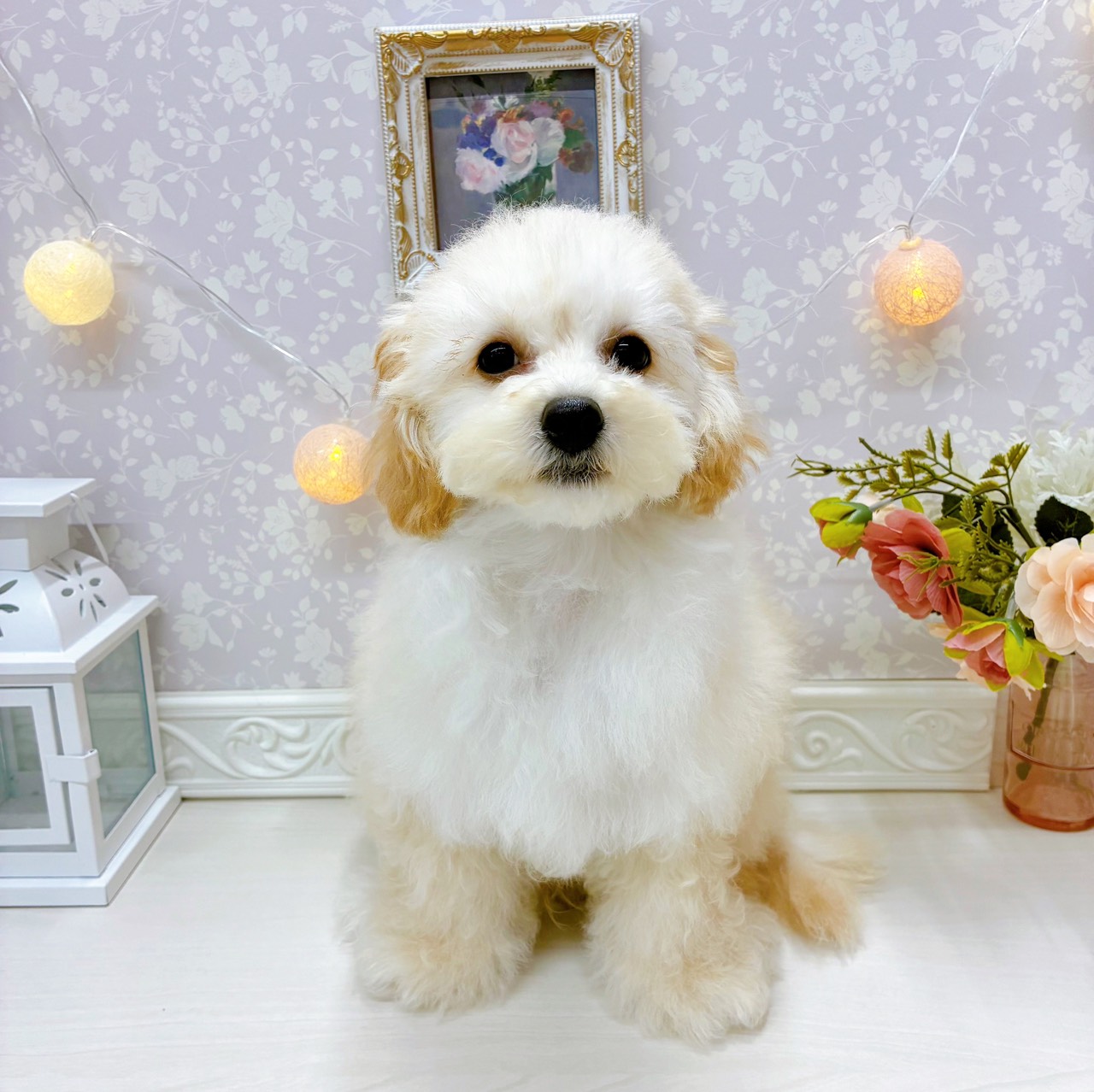 富山県のビションプー(ビションフリーゼ×プードル) (犬の家＆猫の里アミーゴ山室店/2025年10月10日生まれ/男の子/クリーム)の子犬の1枚目の画像