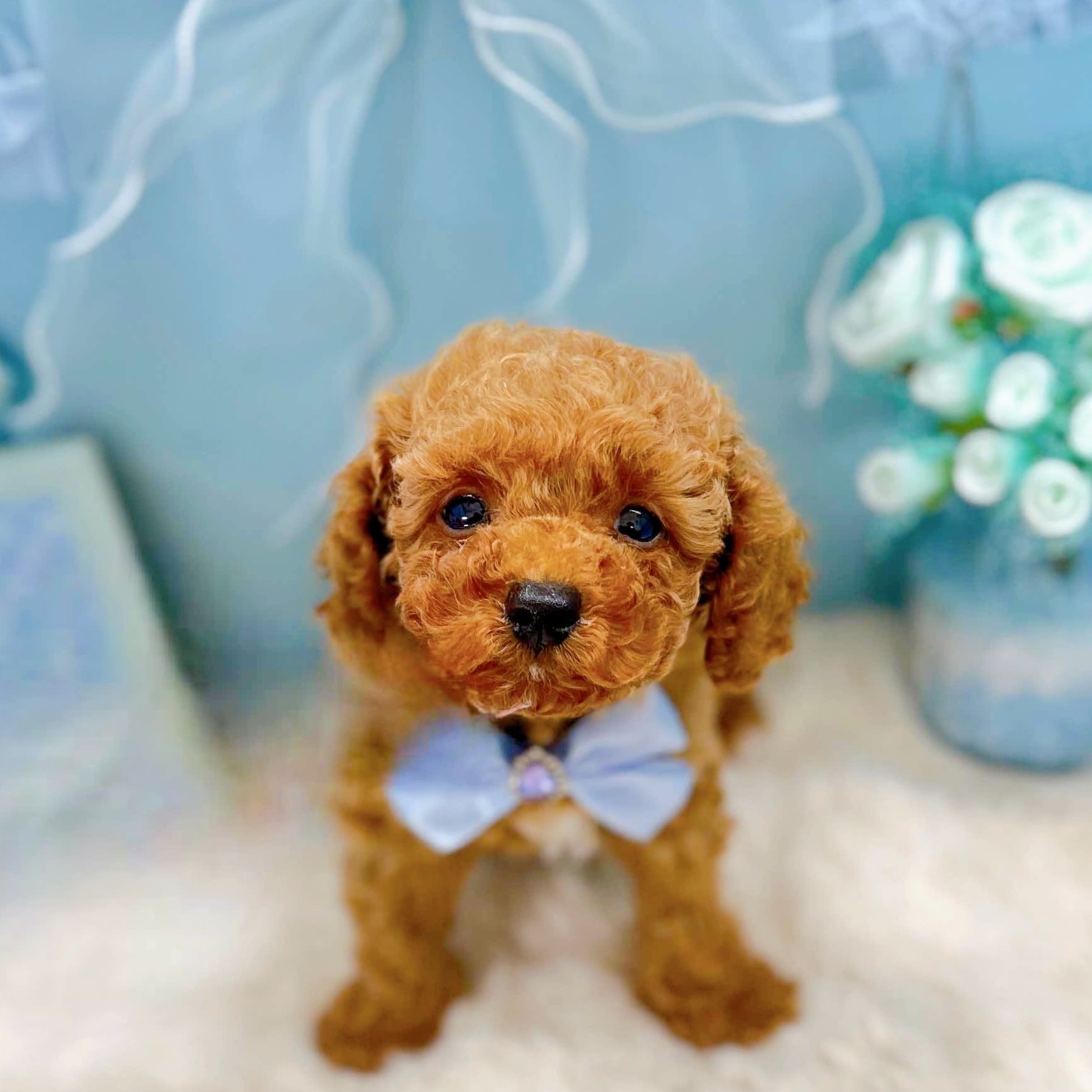 福井県のトイプードル(トイ) (犬の家＆猫の里アミーゴ福井大和田店/2025年9月19日生まれ/男の子/レッド)の子犬の1枚目の画像