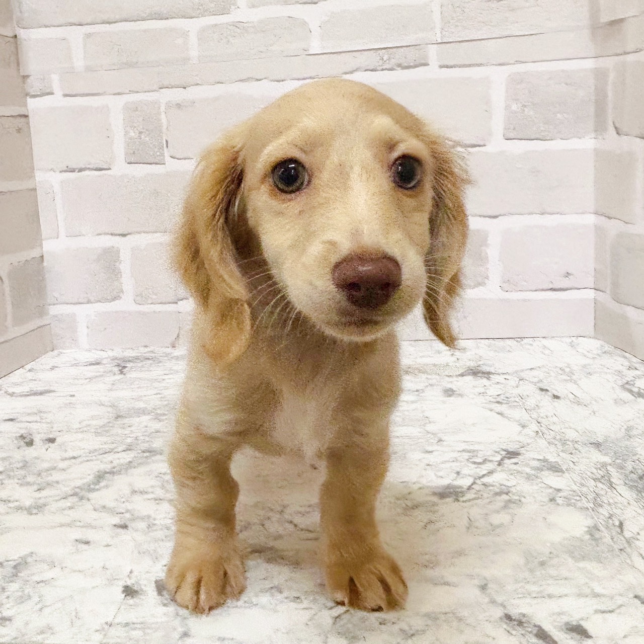 ミニチュアダックス女の子の写真