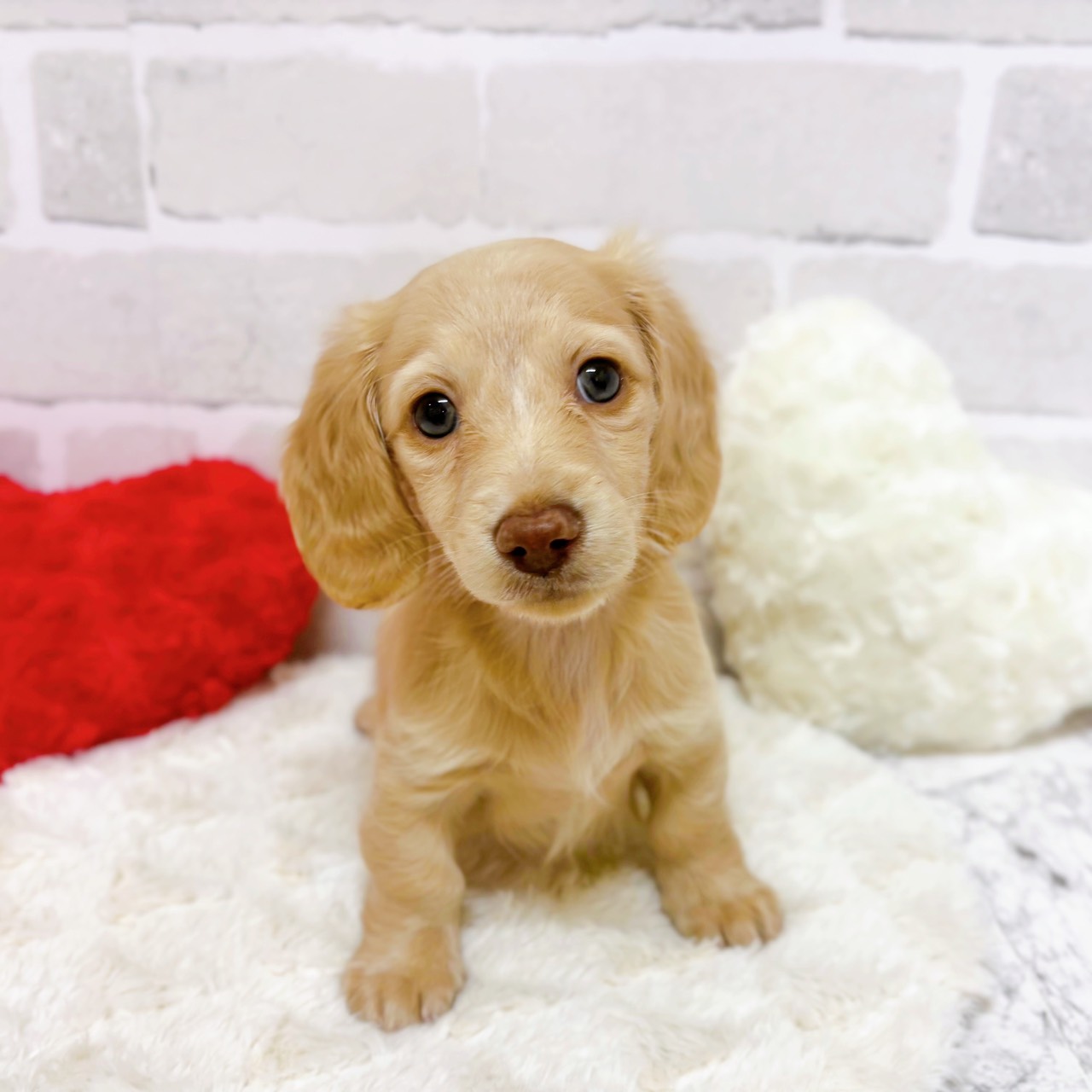 京都府のミニチュアダックスフンド(ロング) (犬の家＆猫の里京都精華店/2025年9月20日生まれ/女の子/イエロー)の子犬