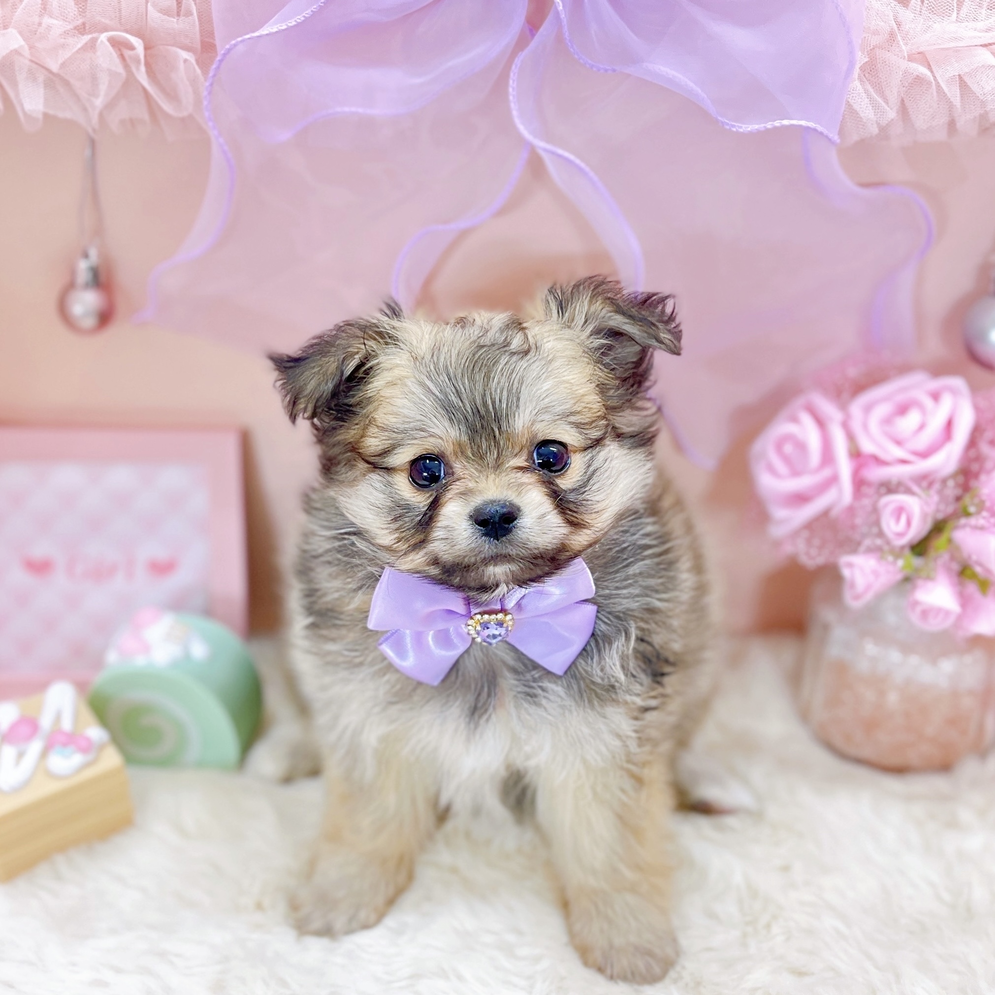 福井県のポメビション(ポメラニアン×ビションフリーゼ) (犬の家＆猫の里アミーゴ福井大和田店/2025年9月23日生まれ/女の子/オレンジ)の子犬の1枚目の画像