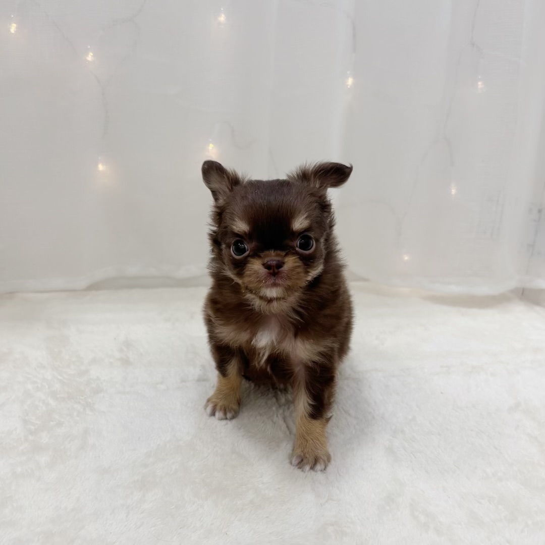 チワワ（ロング）女の子の写真