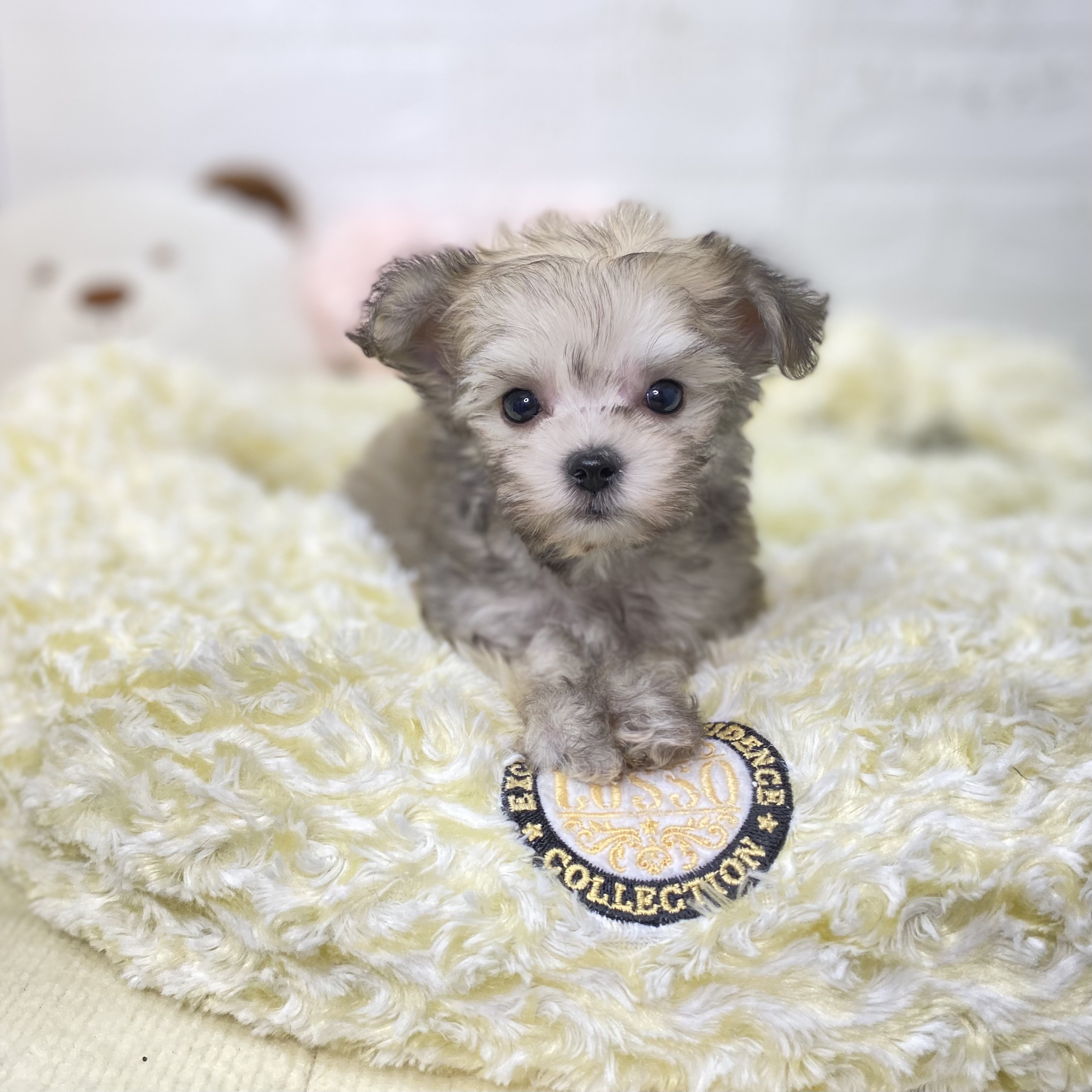 長野県のチワマル/マルチワ(チワワ×マルチーズ) (犬の家＆猫の里長野店/2025年9月22日生まれ/男の子/フォーンホワイト)の子犬の1枚目の画像