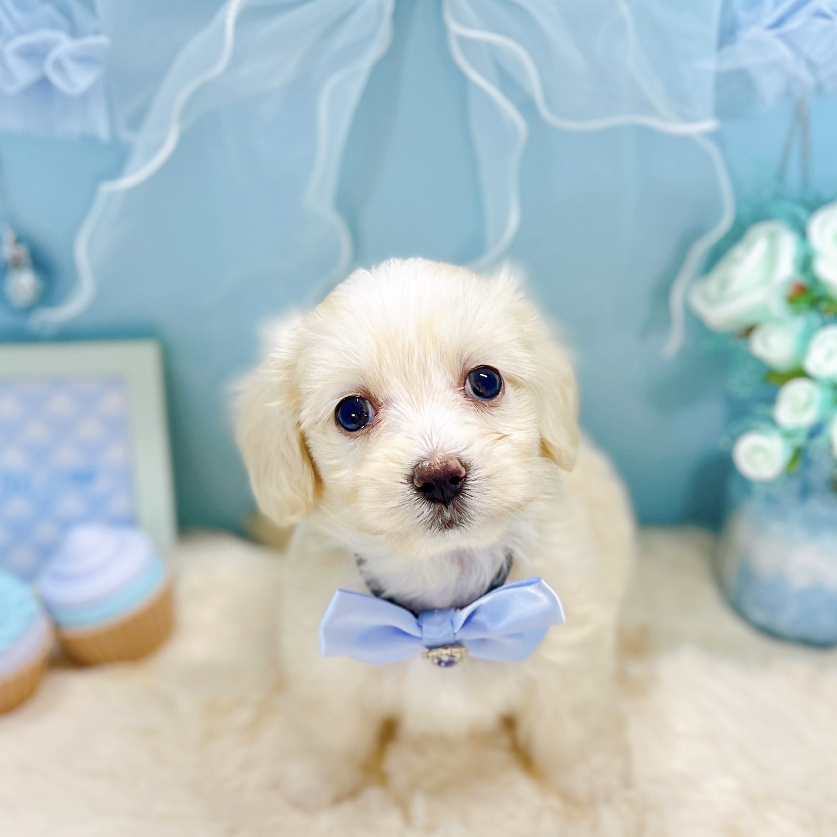 福井県のマルックス(マルチーズ×ダックス) (犬の家＆猫の里アミーゴ福井大和田店/2025年9月21日生まれ/男の子/クリーム)の子犬の1枚目の画像