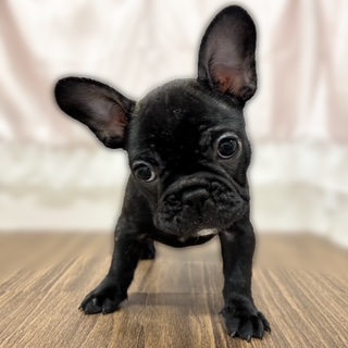 兵庫県のフレンチブルドッグ (犬の家＆猫の里カナート西神戸店/2025年9月20日生まれ/女の子/ブリンドル)の子犬