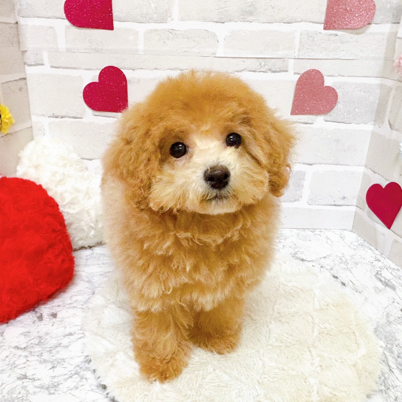 京都府のトイプードル(トイ) (犬の家＆猫の里京都精華店/2025年9月24日生まれ/女の子/ペールフォーン)の子犬の1枚目の画像