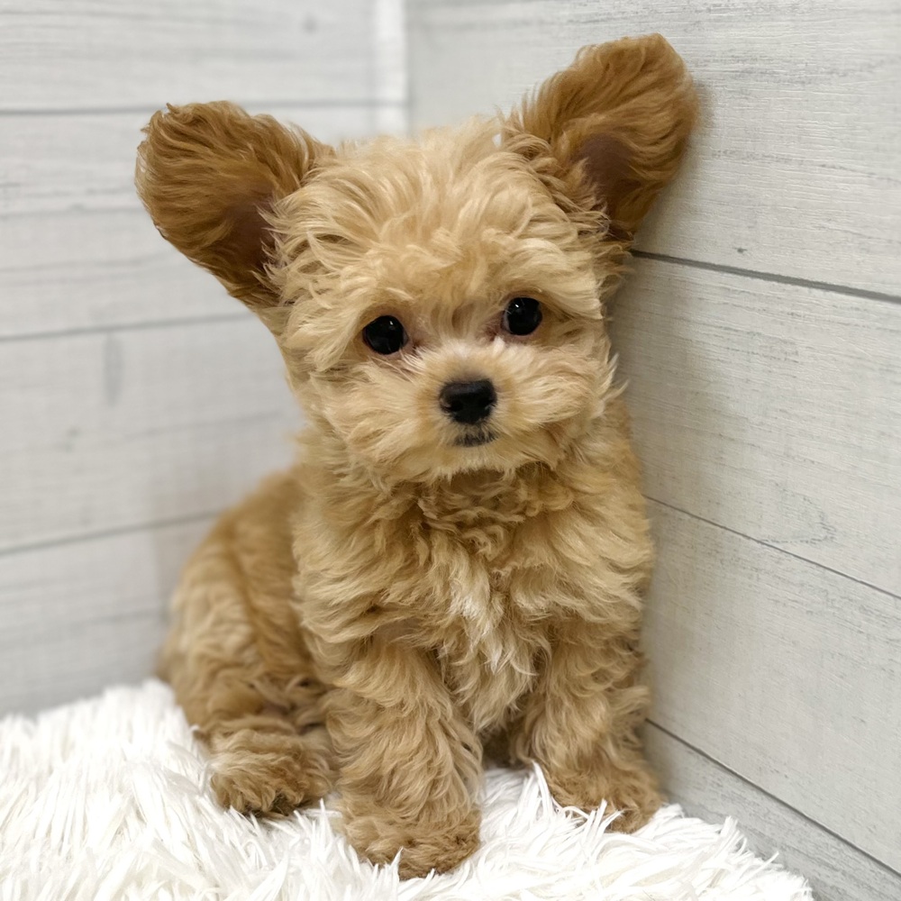 愛知県のチワプー/プーチー(チワワ×プードル) (犬の家＆猫の里豊田店/2025年9月25日生まれ/男の子/アプリコット)の子犬の1枚目の画像