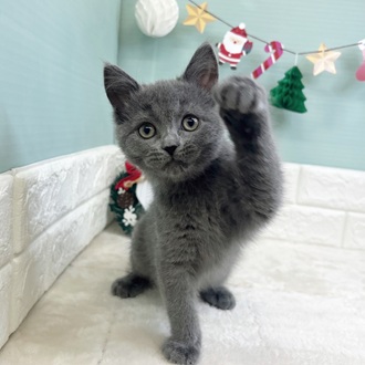 静岡県のスコティッシュフォールド (犬の家＆猫の里マークイズ静岡店/2025年9月20日生まれ/男の子/ブルー)の子猫の1枚目の画像