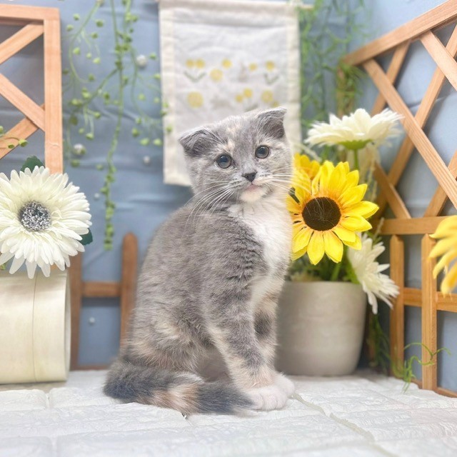 千葉県のスコティッシュフォールド (犬の家＆猫の里ワンズモール稲毛店/2025年9月20日生まれ/女の子/ダイリュートキャリコ)の子猫の1枚目の画像