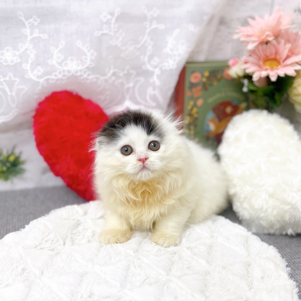 京都府のスコティッシュフォールド (犬の家＆猫の里京都樟葉店/2025年9月28日生まれ/女の子/ブラックホワイト)の子猫の1枚目の画像