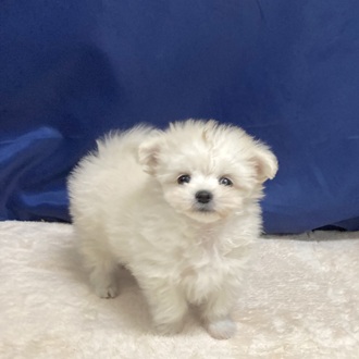 愛知県のチワマル/マルチワ(チワワ×マルチーズ) (犬の家＆猫の里一宮店/2025年9月28日生まれ/女の子/クリーム)の子犬