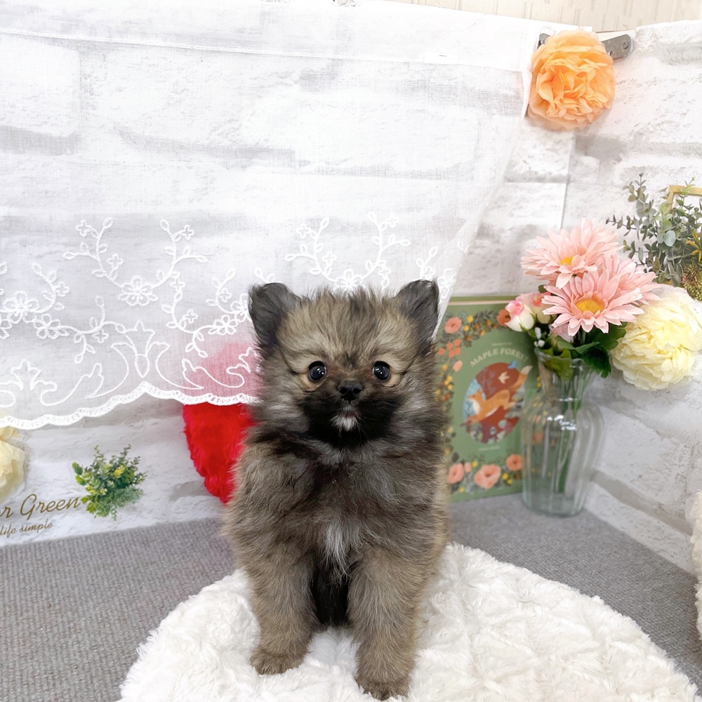 ポメラニアン女の子の写真
