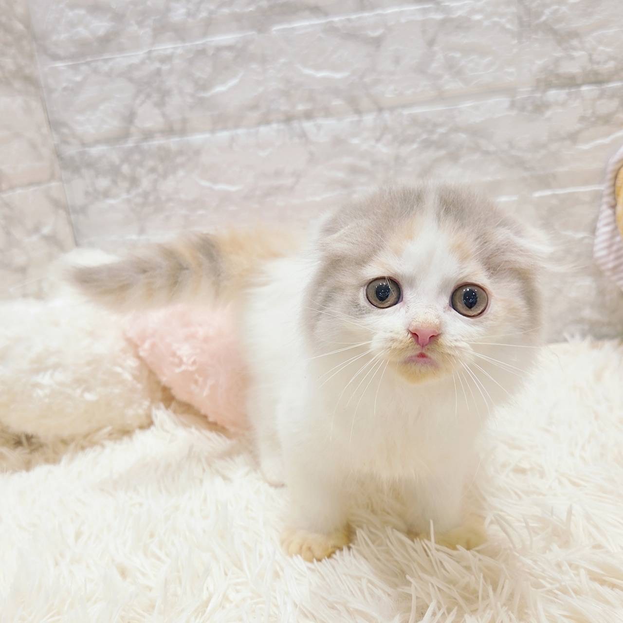 愛知県のスコティッシュフォールド (犬の家＆猫の里MiO香久山店/2025年9月21日生まれ/女の子/ブルーパッチドタビーホワイト)の子猫