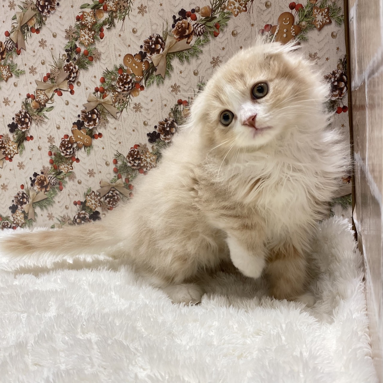 長野県のスコティッシュフォールド (犬の家＆猫の里カインズ梓川店/2025年9月25日生まれ/男の子/クリームタビーホワイト)の子猫