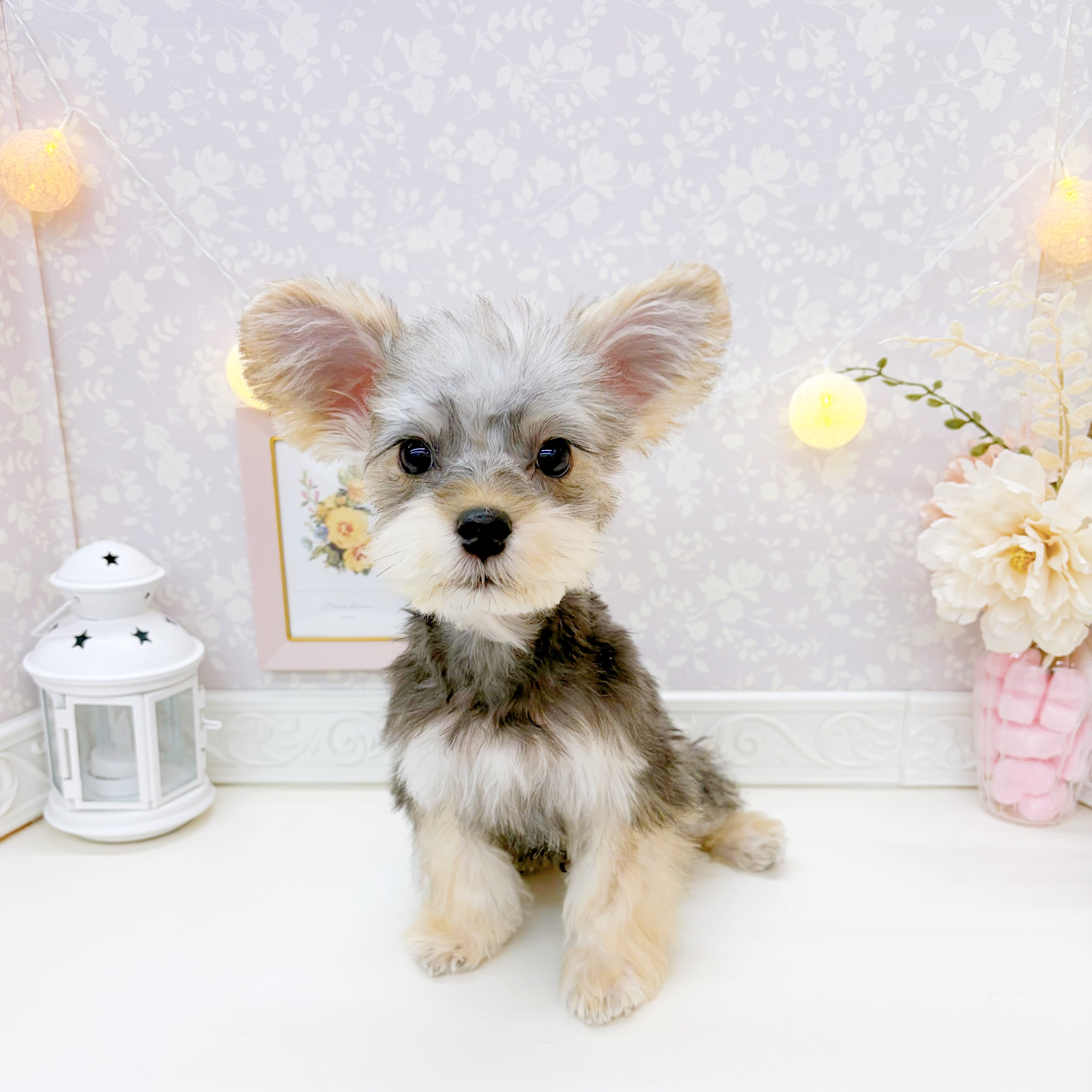 富山県のハーフ犬・ミックス犬 (犬の家＆猫の里富山店/2025年9月30日生まれ/男の子/スチールブルータン)の子犬の1枚目の画像