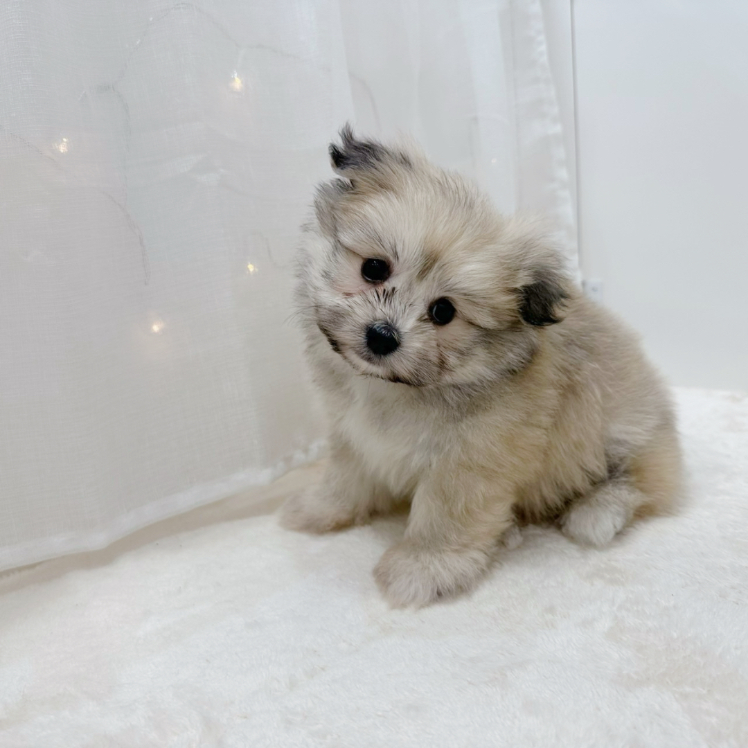 千葉県のポメビション(ポメラニアン×ビションフリーゼ) (犬の家＆猫の里BIGHOPガーデンモール印西店/2025年9月30日生まれ/男の子/オレンジ)の子犬の1枚目の画像